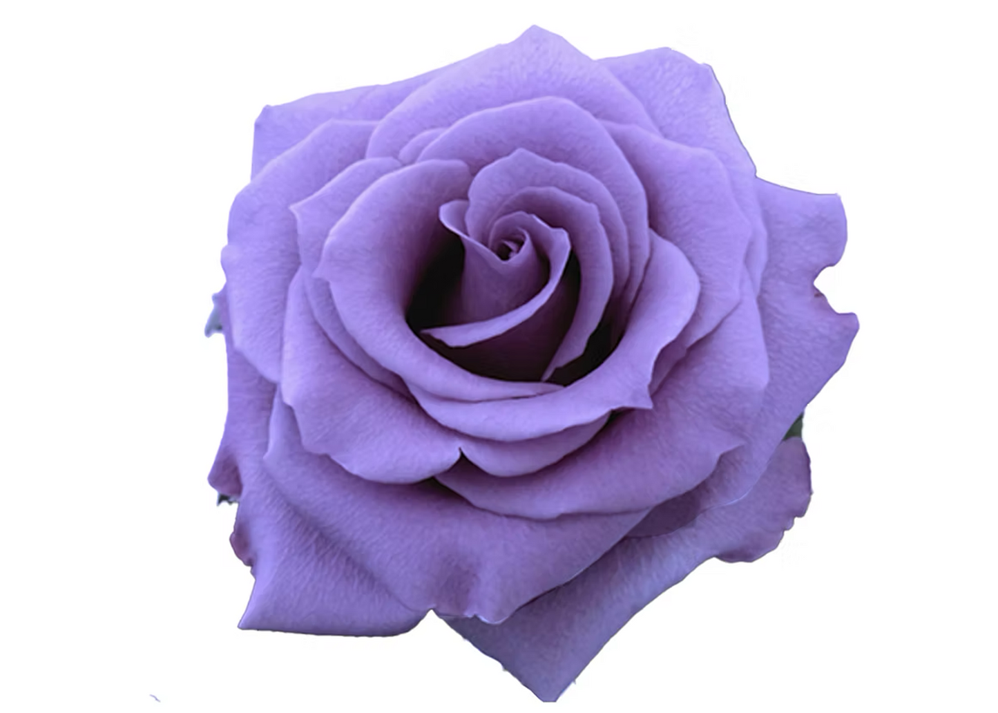 Rose Applause Blue 60 cm