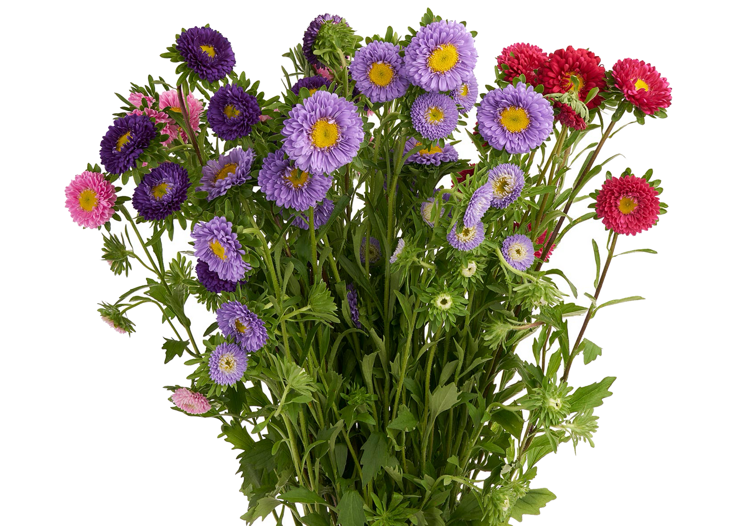 Aster Matsumoto Peruvian Assorted