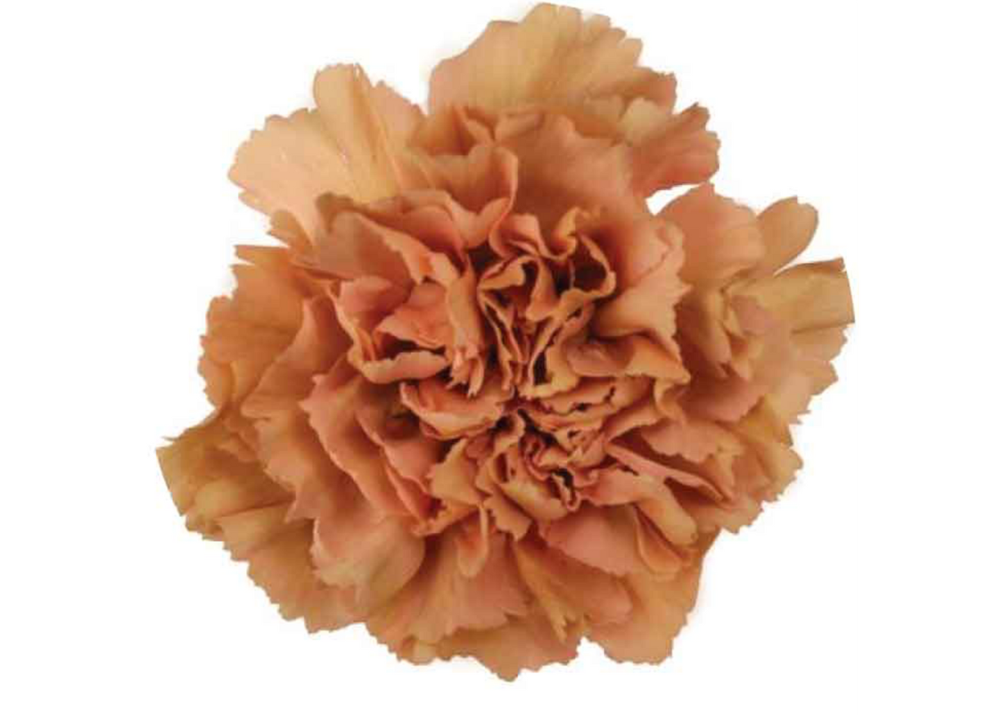 Carn Terracota Caramel Cream Sel