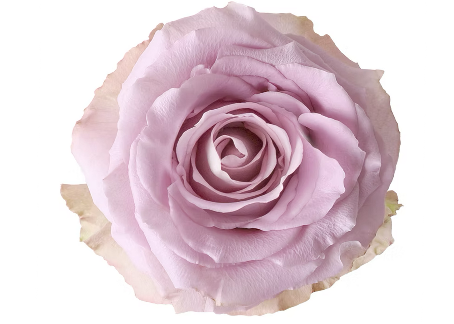 Rose Cool Down Lavender 60 cm