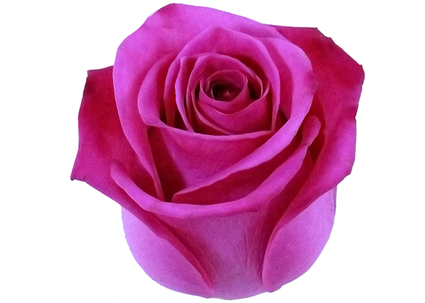 Rose Cotton Candy Dark Pink 50 cm
