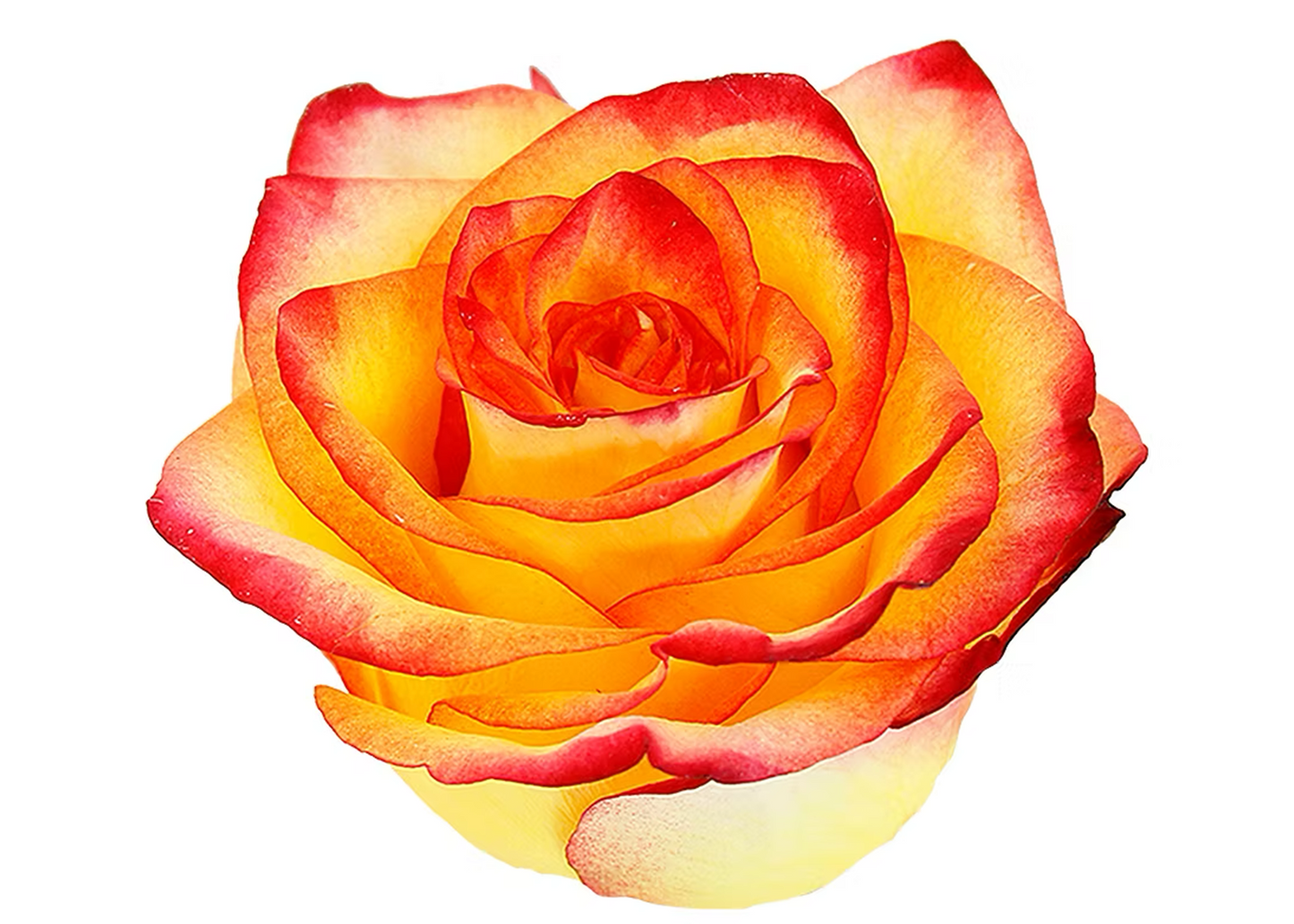 Rose High & Magic Bi Yellow 60 cm