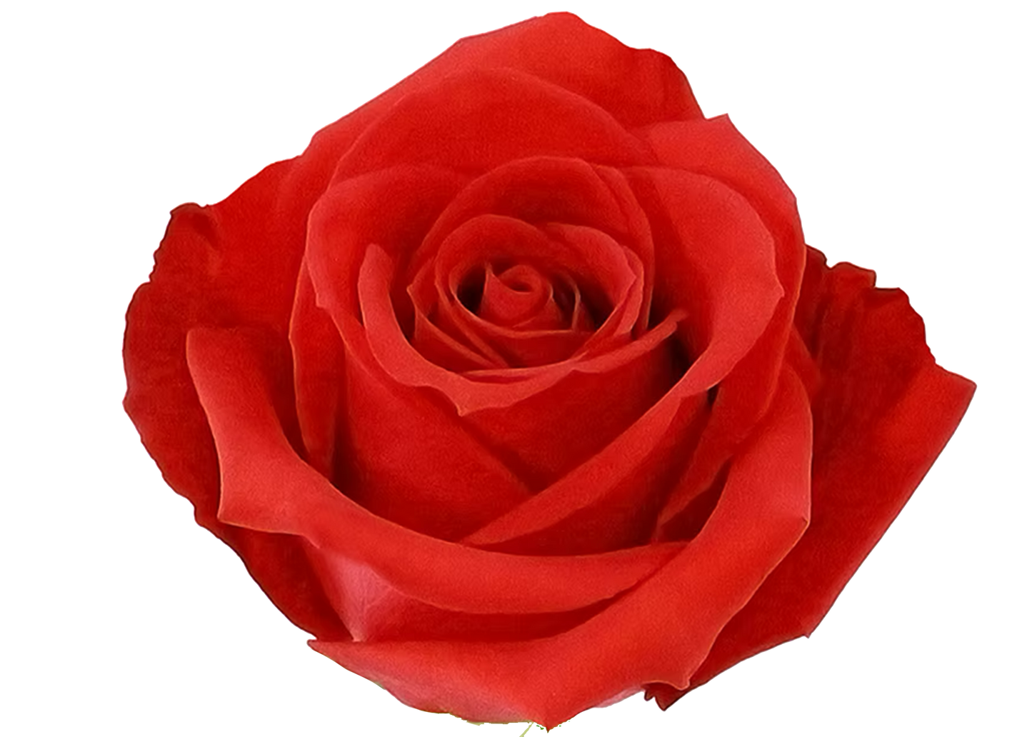 Rose Kamila Orange 60 cm