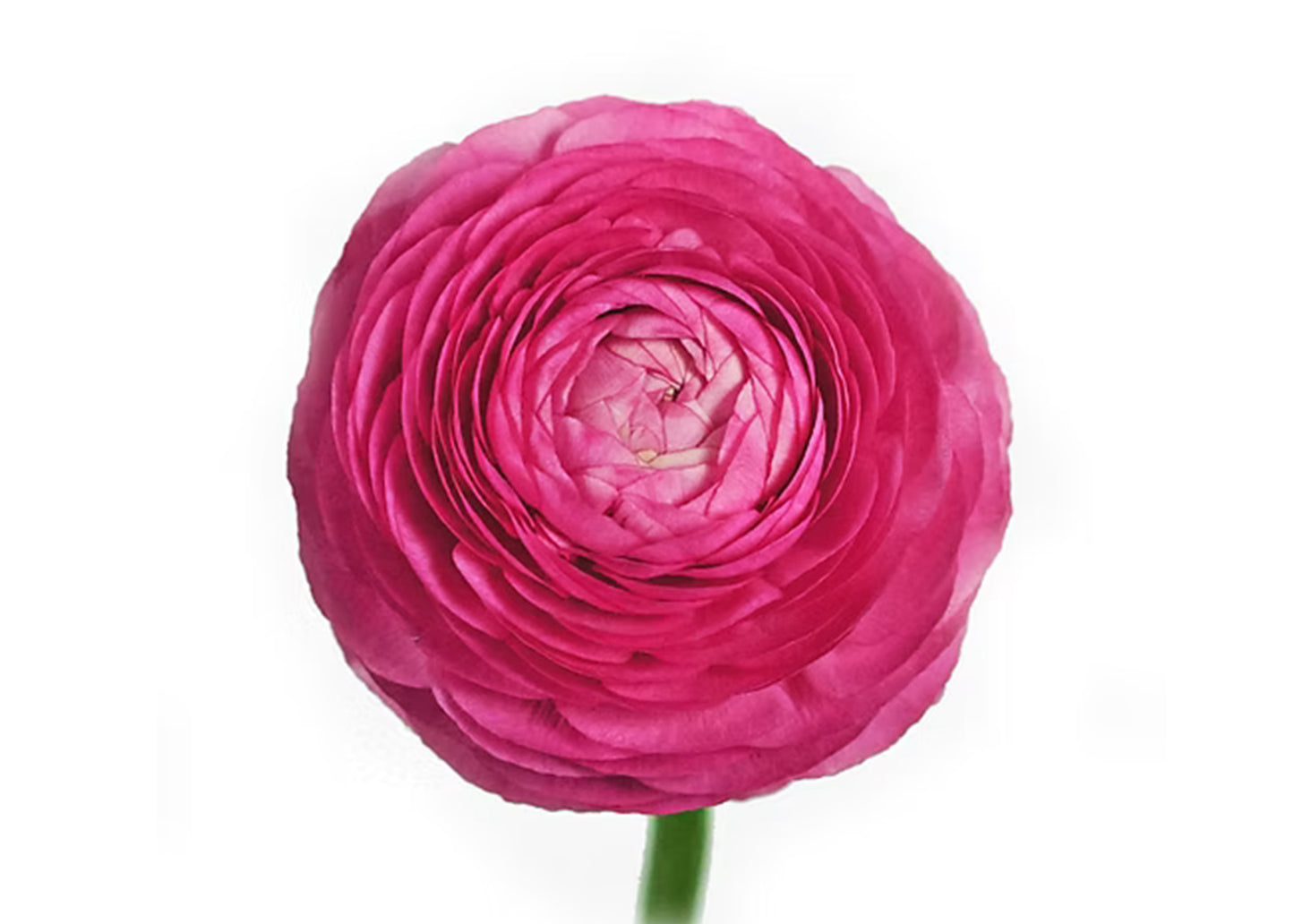 Ranunculus Elegance Dark Pink 30/40 cm