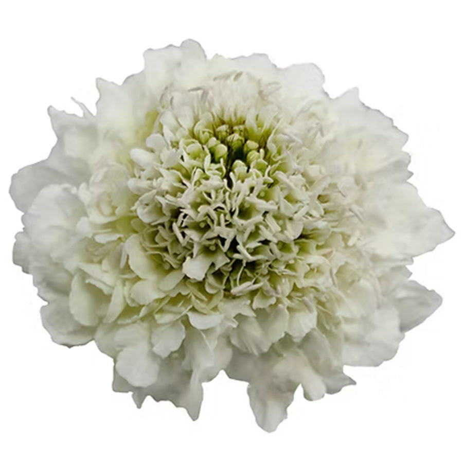 Scabiosa Milky Scoop White 60 cm