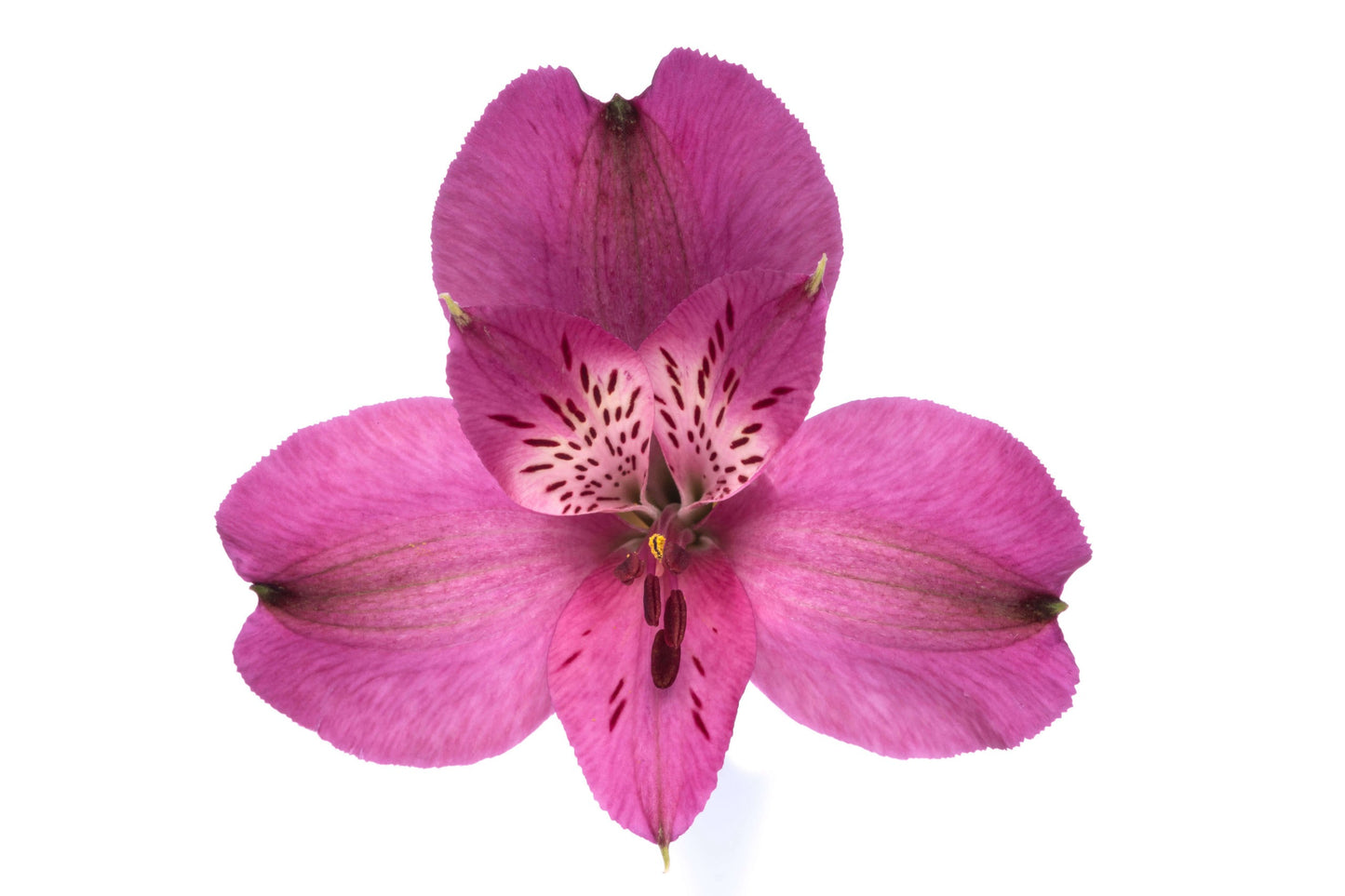 Alstro Purple Helena Fancy
