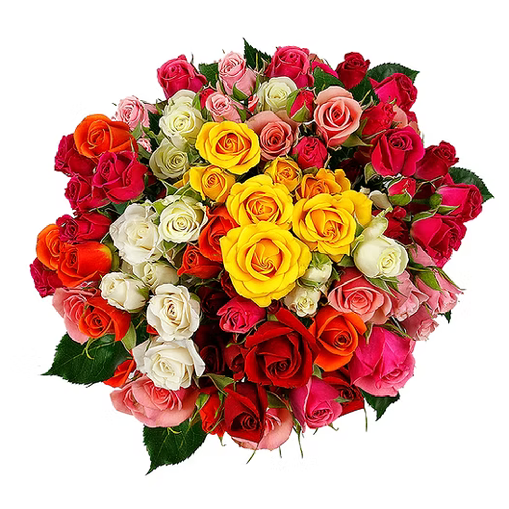 Spray Rose Assorted 50/60 cm
