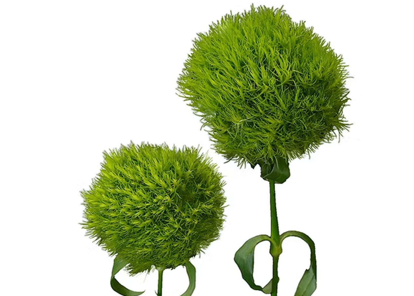 Dianthus Green Ball Green Standard