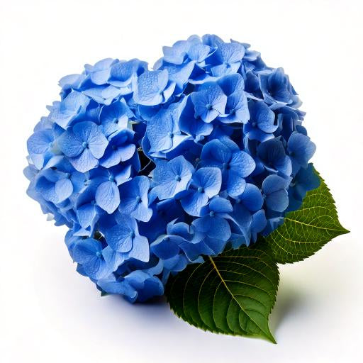Hydrangea Blue Bogotana Select