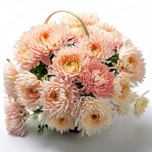 Mums Peachy Pink Cremon Fantasia