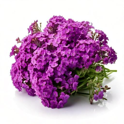 Stock-Mathiola Purple Super