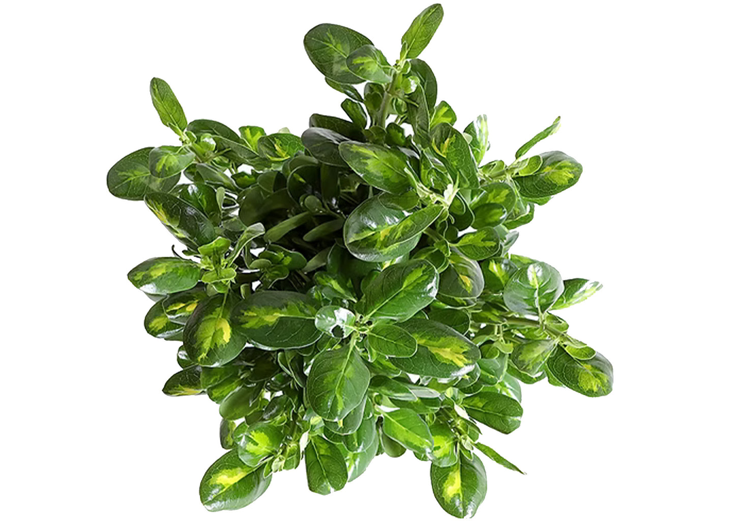 Greens Brillantina Variegated