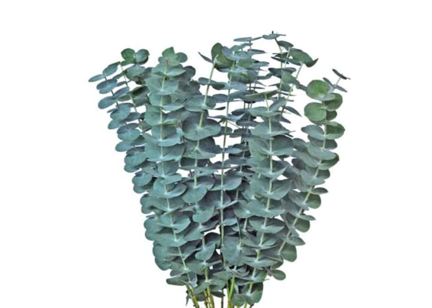 Greens Eucalyptus Baby Blue 55 cm