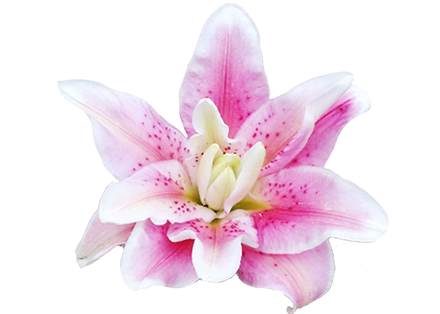 Lily Oriental Roselily Pink Assorted 2/3 Blooms