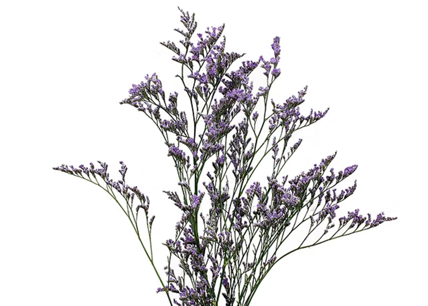 Limonium Purple Haze Purple