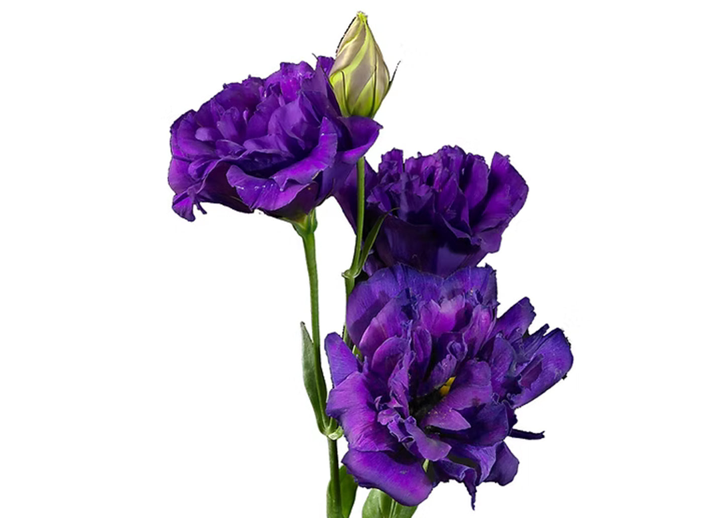 Lisianthus Brillianthus Purple 60/70 cm