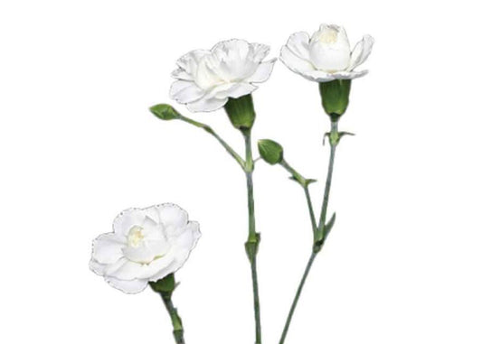 Minis White Paloma