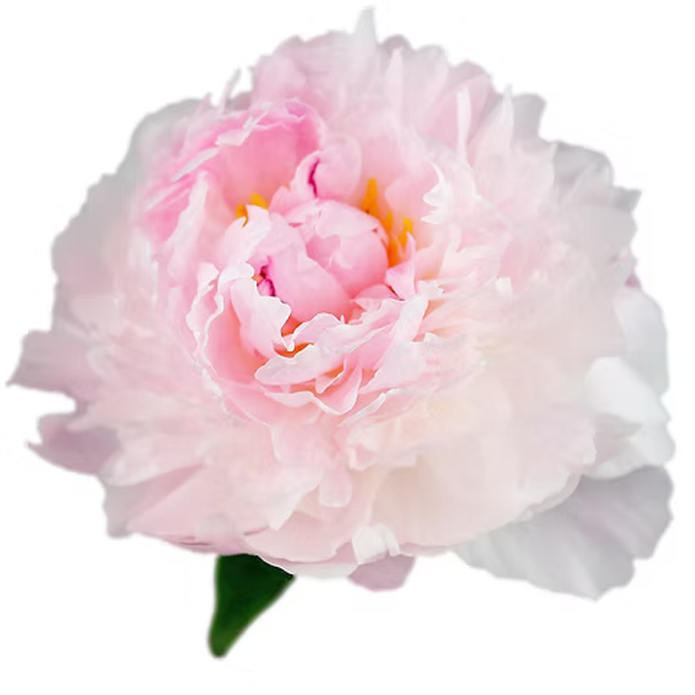 Peony Sarah Bernhardt Pink 50 cm
