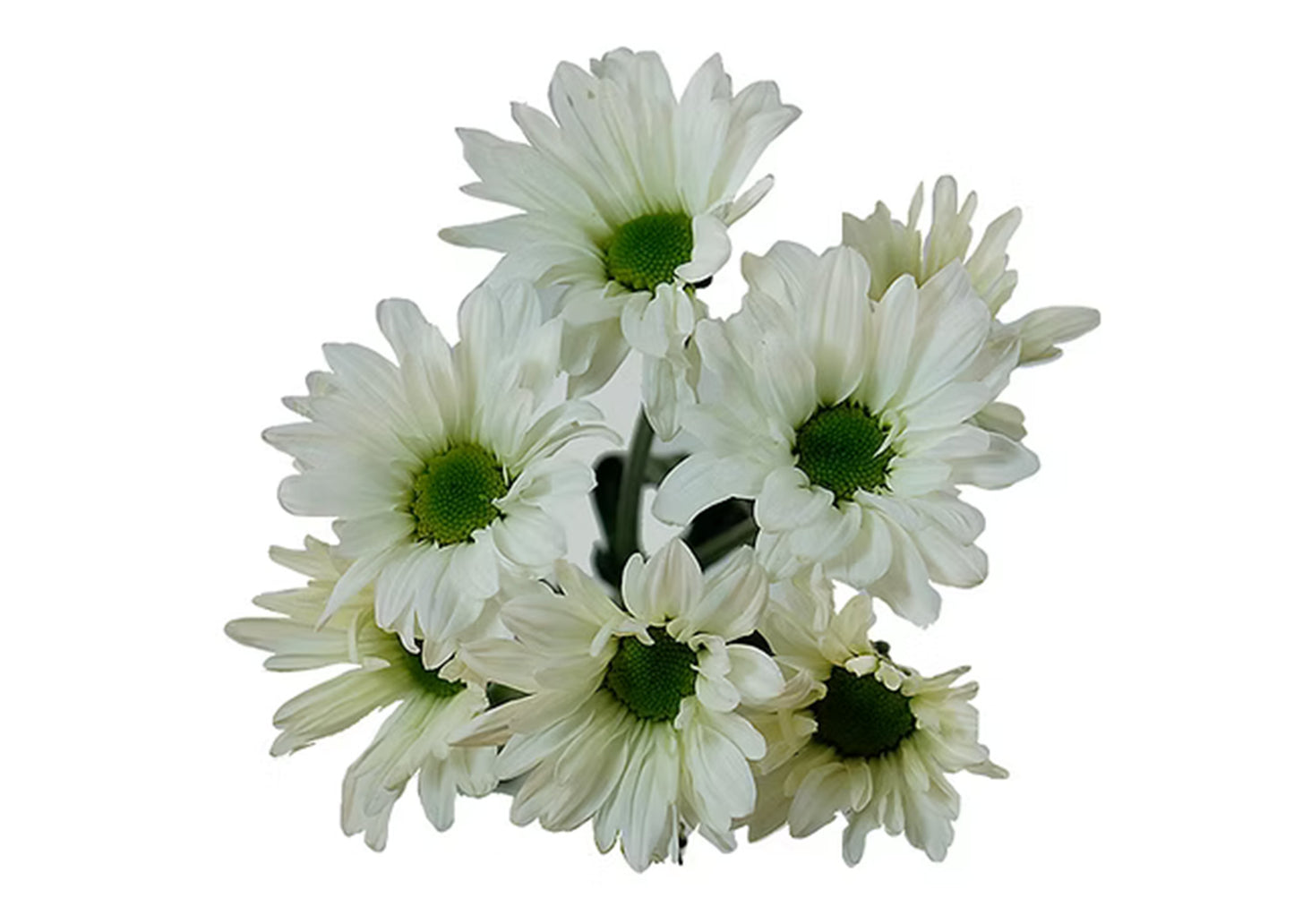 Pom White Daisy Coconut