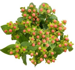 Hypericum Peach Super Salmon 70cm