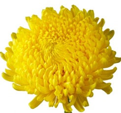 Mums Yellow Cremon Astroid